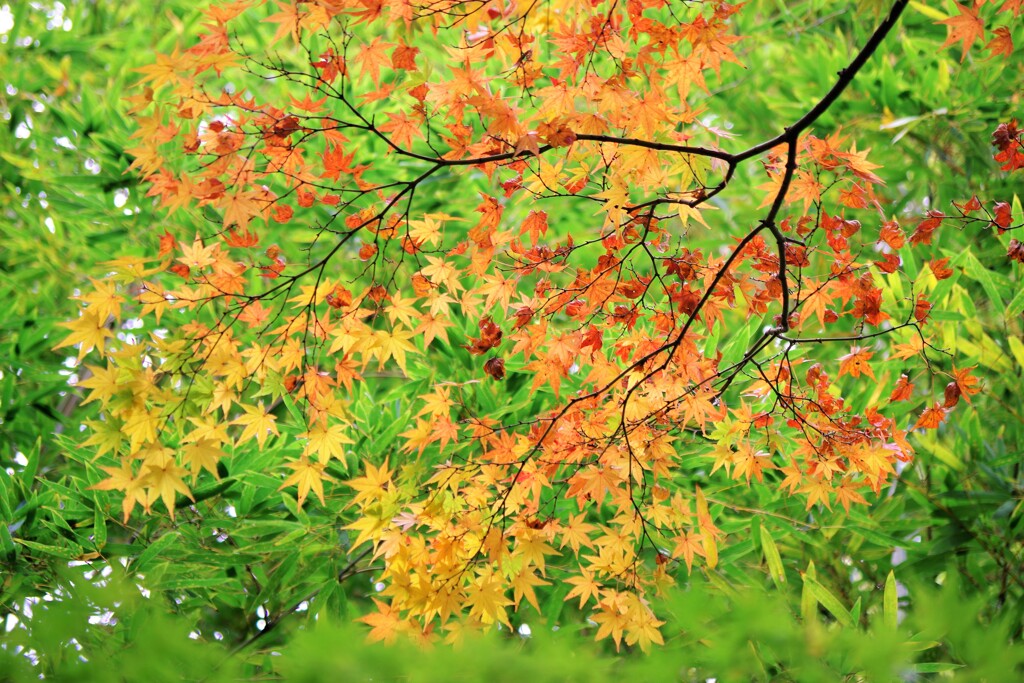 庭園の紅葉-4