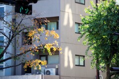 Light and shadow-841