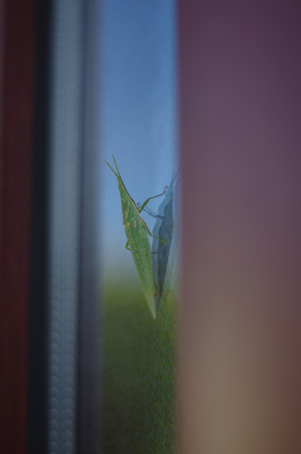 御免ください…バッタです。