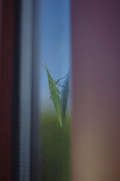 御免ください…バッタです。