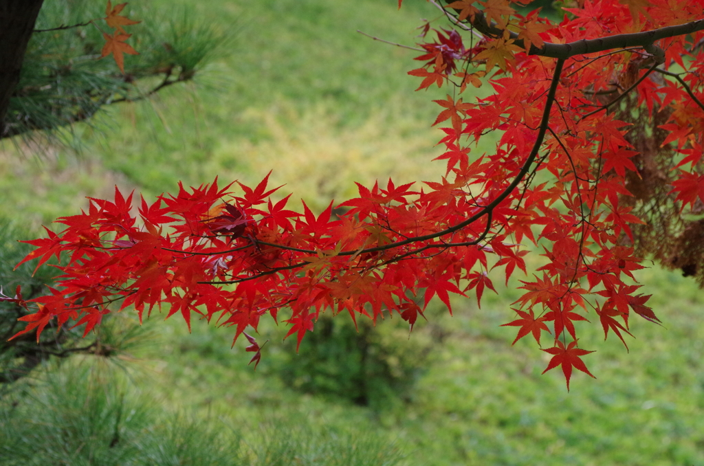 晩秋の紅葉-2