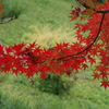 晩秋の紅葉-2
