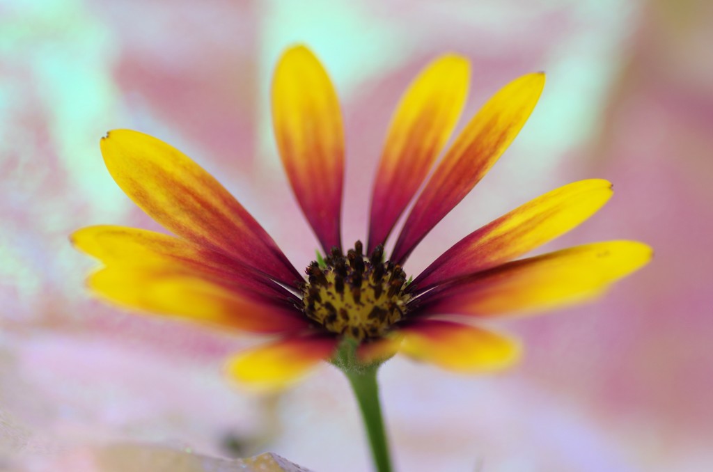 flower-1