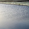 東風になびく...