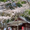 春の玉前神社-2