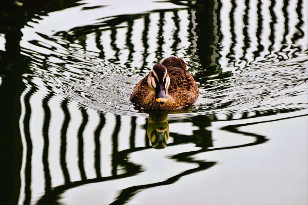 Reflection-339