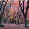 紅葉林-2015