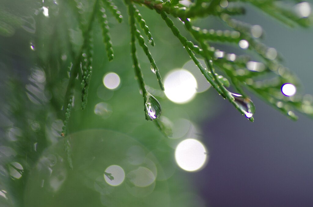 雨上がりのすいてき-5