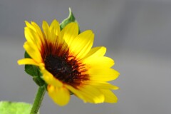 Sunflower-2