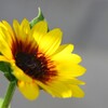 Sunflower-2
