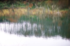 Reflection-492