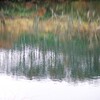 Reflection-492