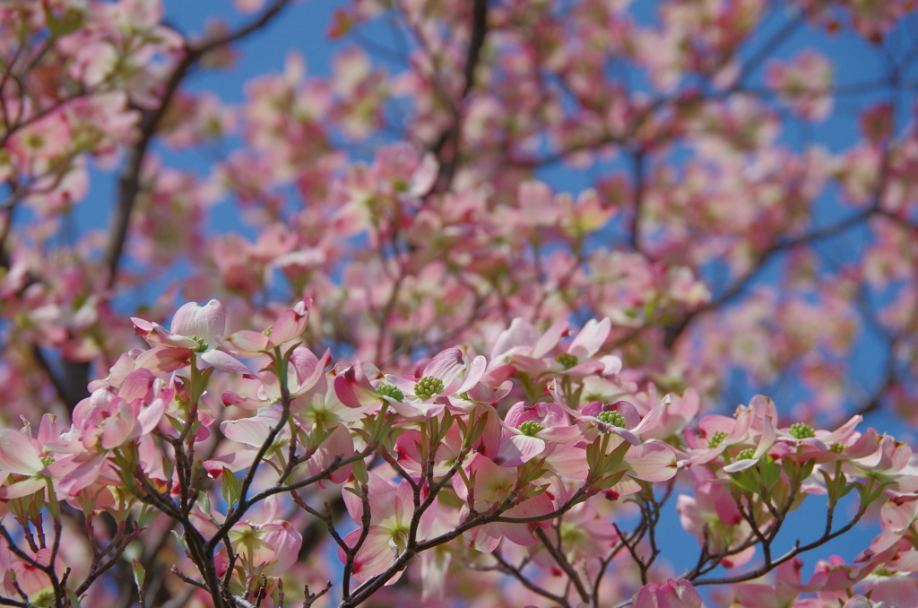 花言葉...華やかな恋