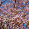 花言葉...華やかな恋