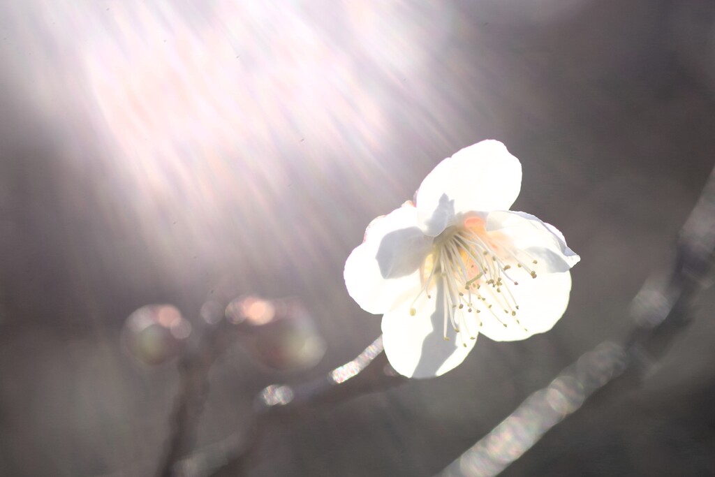 春の光注ぐ-1