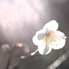 春の光注ぐ-1