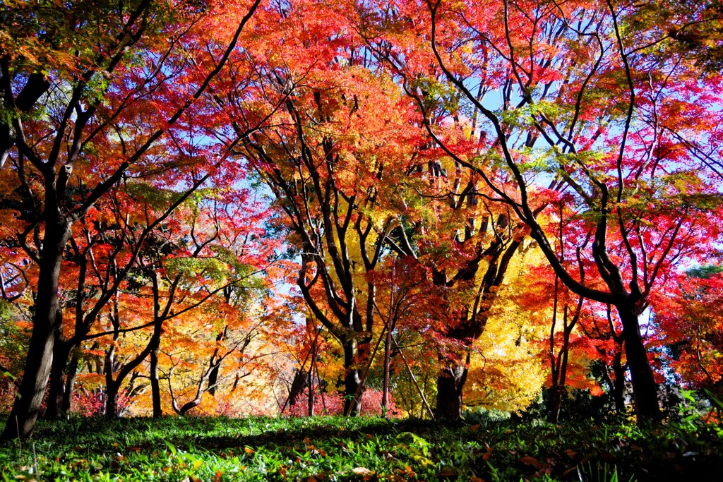 燃えるような紅葉