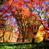 燃えるような紅葉