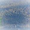 防虫ネットから晴れ間を覗いてみた