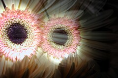eye-13