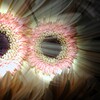 eye-13