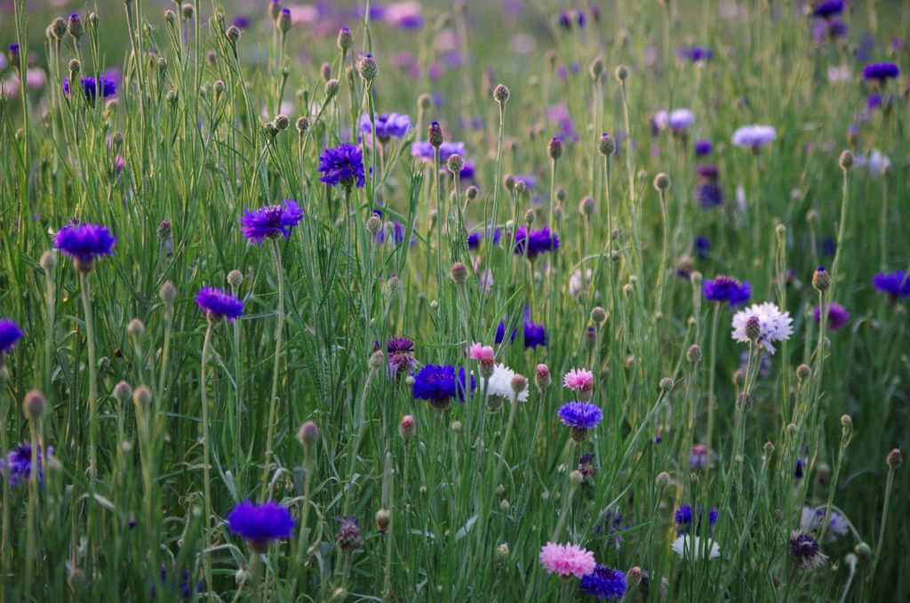 Corn flower