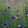 Corn flower