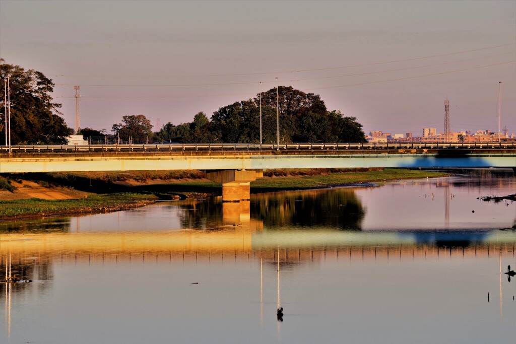 Reflection-262