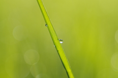 落っこっちゃう　