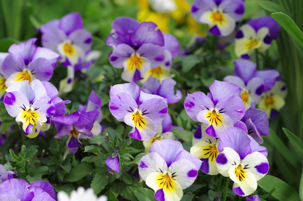 Pansy flower-1
