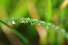 雨上がりの水滴-6