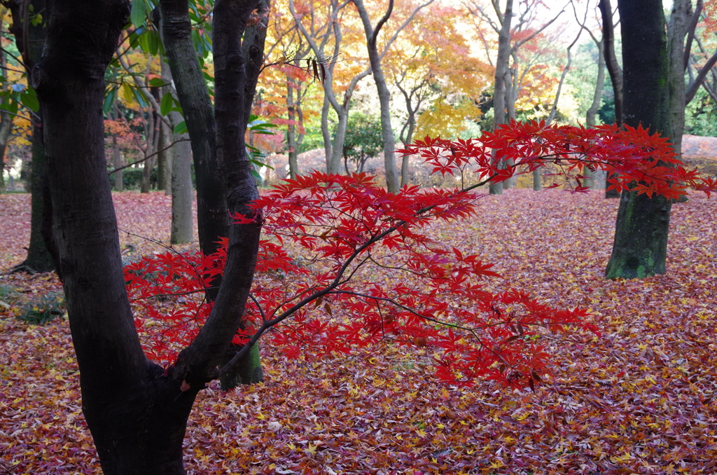 紅一輪