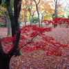 紅一輪