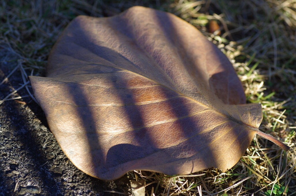 Light and shadow-341