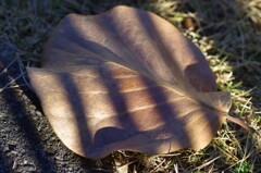 Light and shadow-341