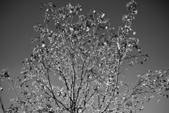 落葉進む-1 monotone