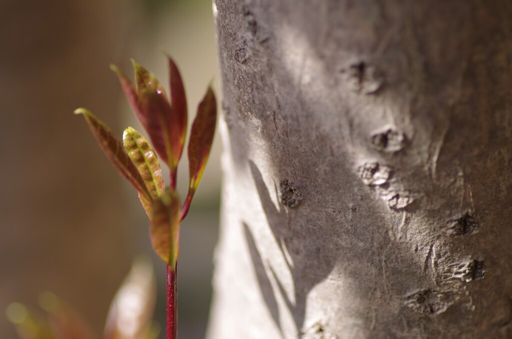Light and shadow-369