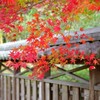 庭園の紅葉-1