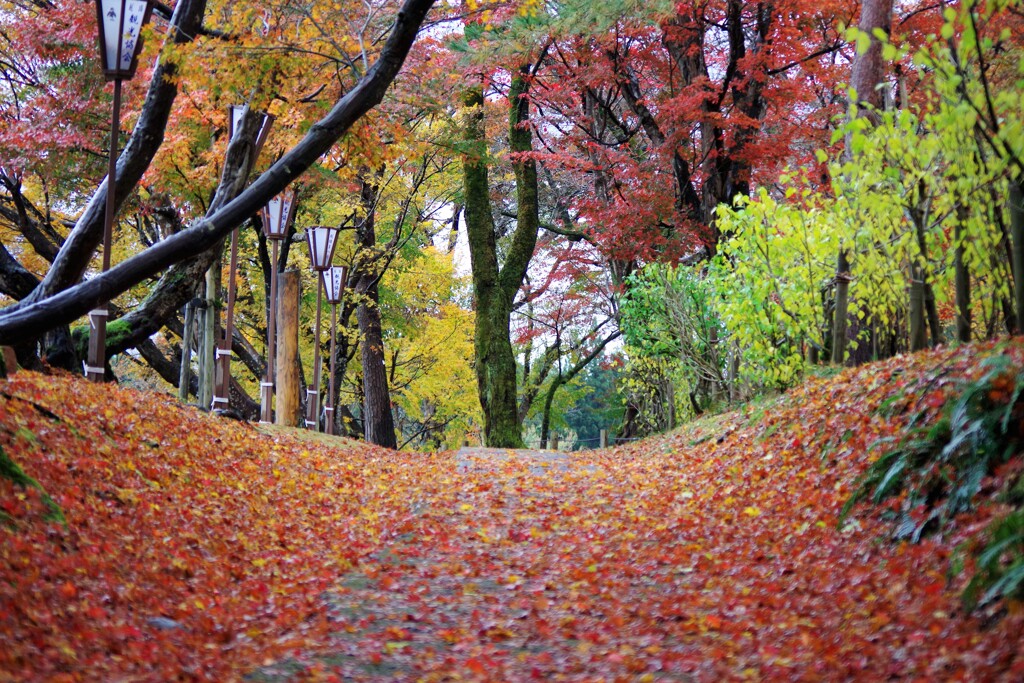 もみじの遊歩道