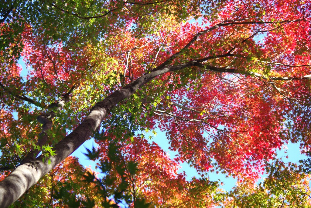 庭園の紅葉-3　2025