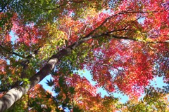 庭園の紅葉-3　2025