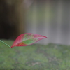 一葉
