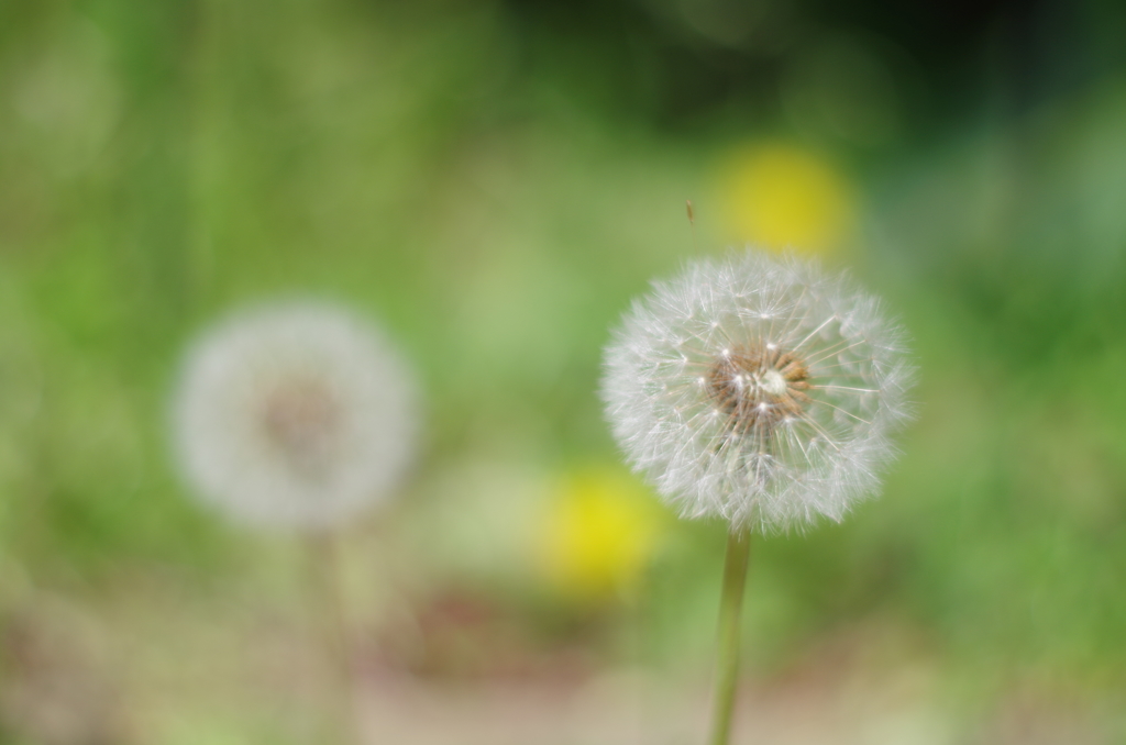 花言葉...別離