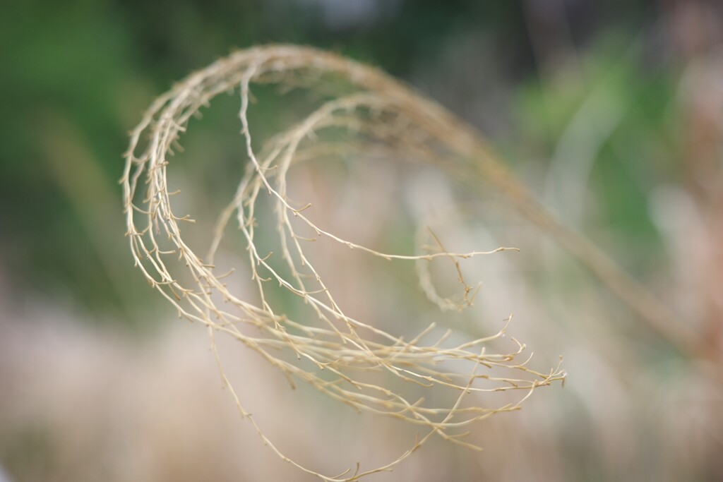 curl-6