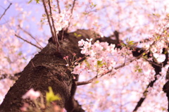 cherry tree