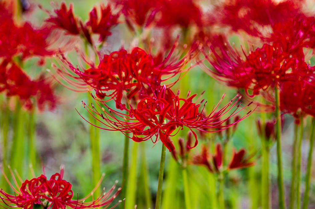 真紅