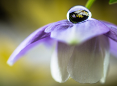 花の宴