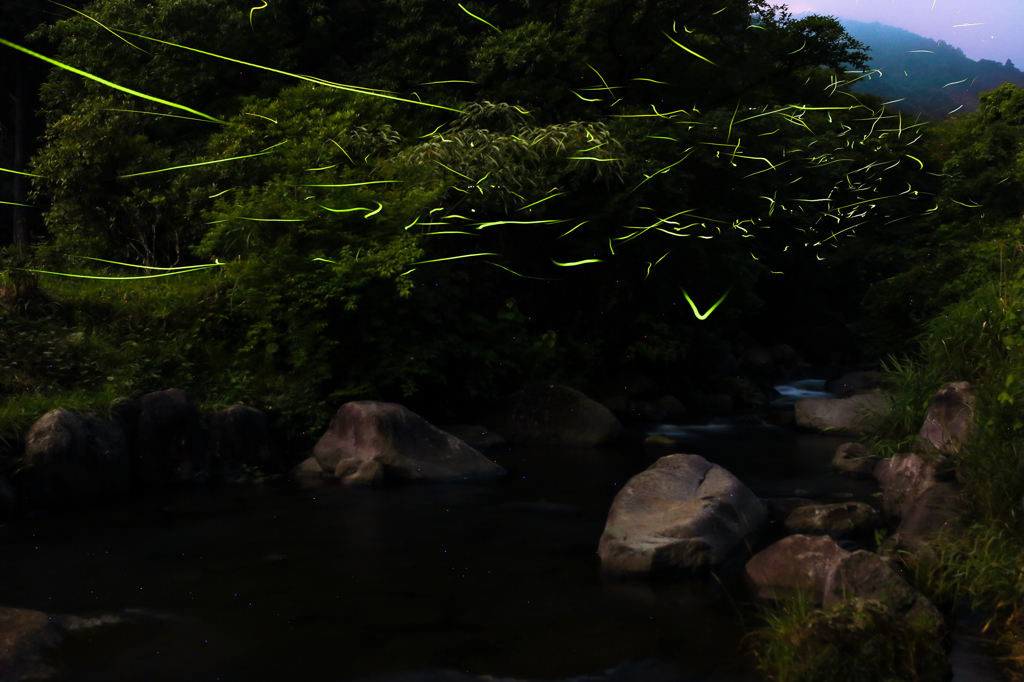 自然の風景