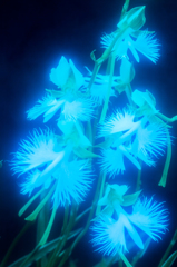 光
