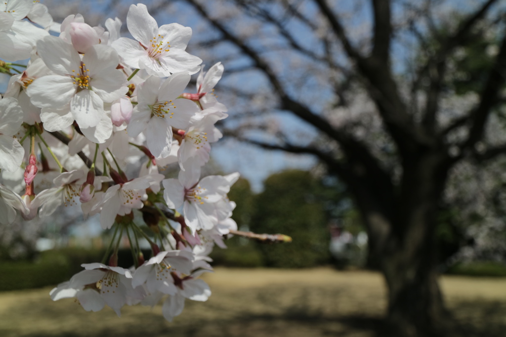 ＥＯＳ－Ｍ３　テスト撮影　３